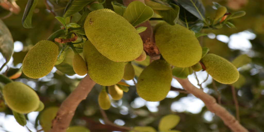 Jackfruit Variety in India